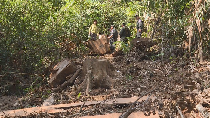 Điều công an khác địa bàn đi triệt phá đường dây khai thác gỗ lậu cực lớn - Ảnh 4.