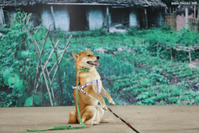 Nhà sản xuất phản hồi tranh cãi chọn chó Nhật vào phim “Cậu Vàng” - Ảnh 1.