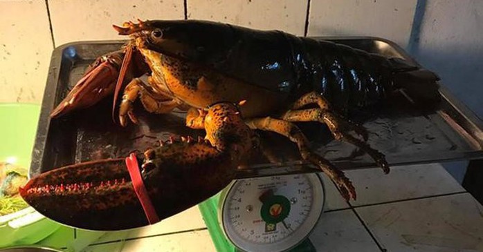 Tôm hùm Alaska 170.000 đồng/kg về Việt Nam “cõng” thêm bao nhiêu thuế phí? - Ảnh 1. Tôm hùm Alaska 170.000 đồng/kg về Việt Nam “cõng” thêm bao nhiêu thuế phí? - Ảnh 1.