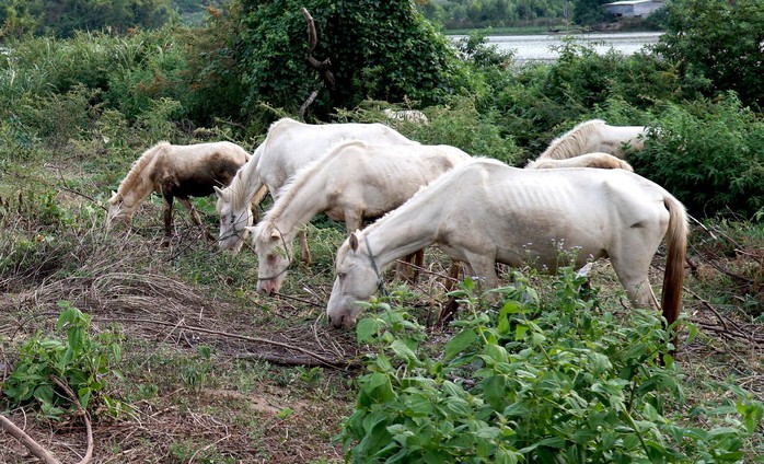 Đàn ngựa bạch trên ốc đảo Ia Rsai  - Ảnh 7.