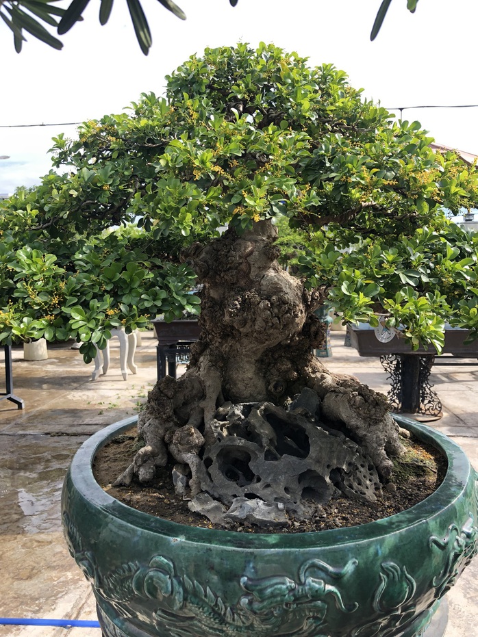 Mãn nhãn với cây ngâu bonsai cổ thụ trị giá hàng tỉ đồng - Ảnh 2.