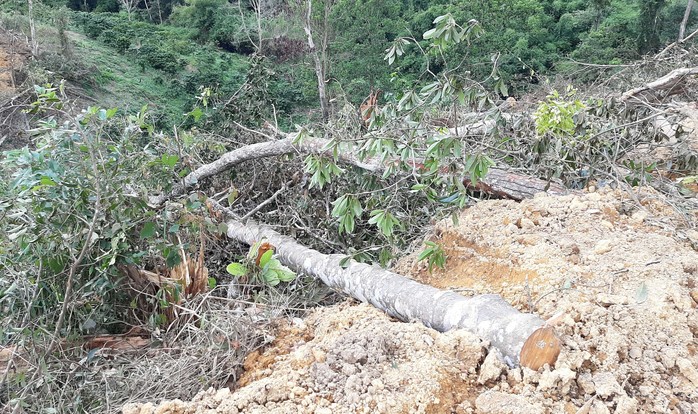 Lâm Đồng: Lại phát hiện phá rừng hàng chục năm tuổi - Ảnh 4.