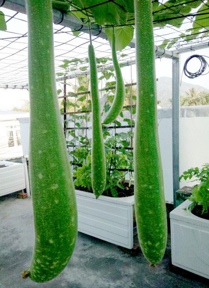 Chủ nhà mua 10 bồn tắm để trồng rau sân thượng - Ảnh 2. Chủ nhà mua 10 bồn tắm để trồng rau sân thượng - Ảnh 2.