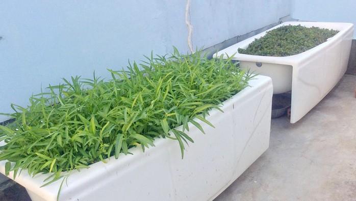 Chủ nhà mua 10 bồn tắm để trồng rau sân thượng - Ảnh 4. Chủ nhà mua 10 bồn tắm để trồng rau sân thượng - Ảnh 4.