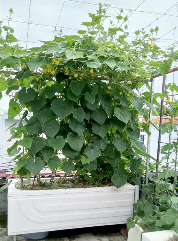 Chủ nhà mua 10 bồn tắm để trồng rau sân thượng - Ảnh 7. Chủ nhà mua 10 bồn tắm để trồng rau sân thượng - Ảnh 7.