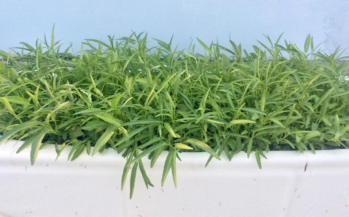 Chủ nhà mua 10 bồn tắm để trồng rau sân thượng - Ảnh 9. Chủ nhà mua 10 bồn tắm để trồng rau sân thượng - Ảnh 9.