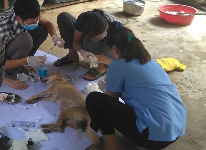 Vụ triệt phá băng nhóm trộm chó hơn 100 tấn: ACPA hỗ trợ chăm sóc chó bị thương - Ảnh 2.