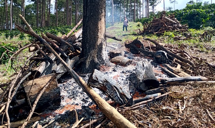 Xót xa cận cảnh rừng thông 30 năm tuổi bị đốt gốc, gọt thân bức tử chết đứng - Ảnh 7.