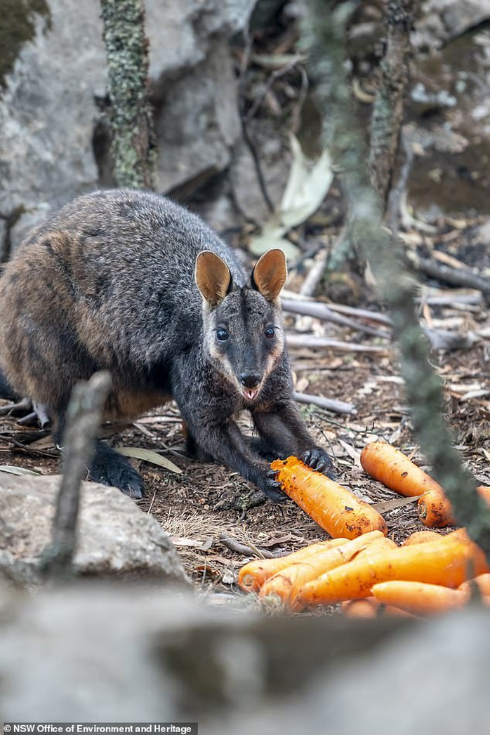 Úc: Mưa cà rốt và khoai lang cứu đói động vật bị cháy rừng - Ảnh 6.