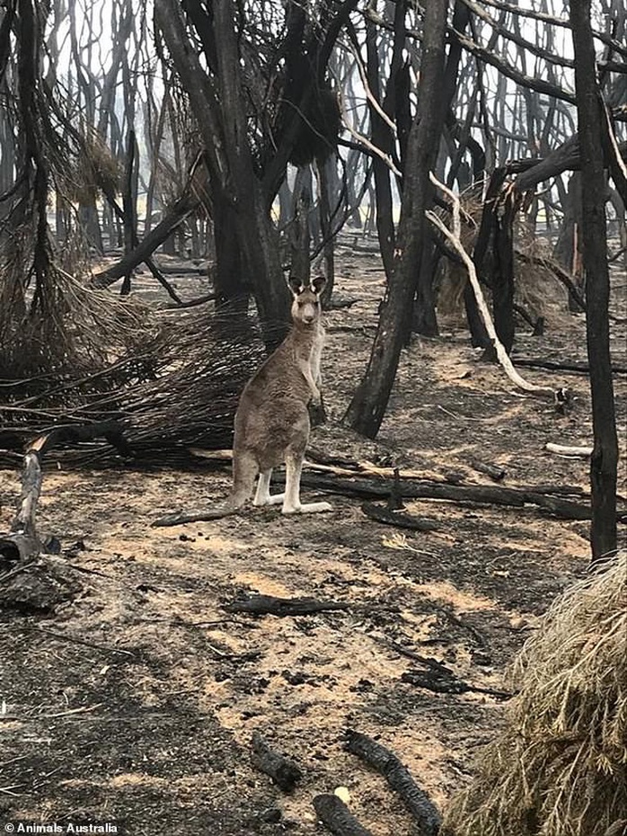 Úc: Mưa cà rốt và khoai lang cứu đói động vật bị cháy rừng - Ảnh 11.