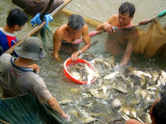 Cá ngập chà ở Cồn Sơn ngày giáp Tết, nhảy đầy mặt sông - Ảnh 1.