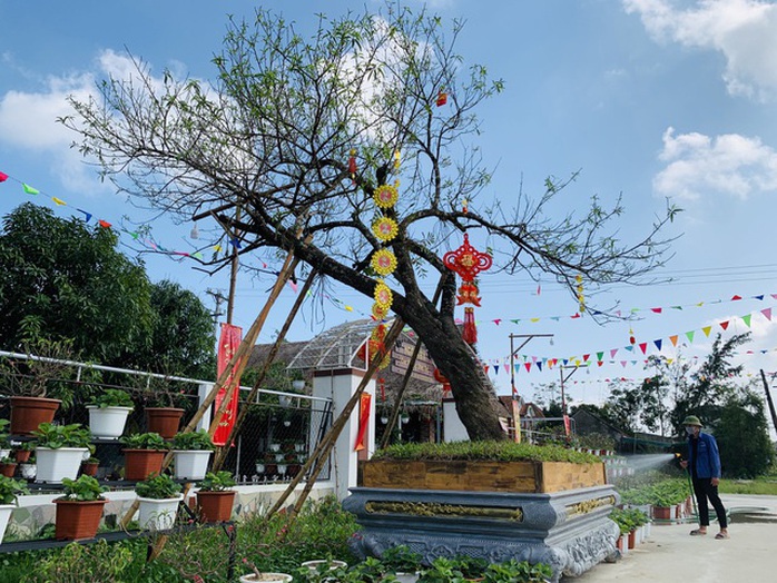 Cho thuê đào cảnh chơi Tết giá đến 250 triệu đồng - Ảnh 2. Cho thuê đào cảnh chơi Tết giá đến 250 triệu đồng - Ảnh 2.