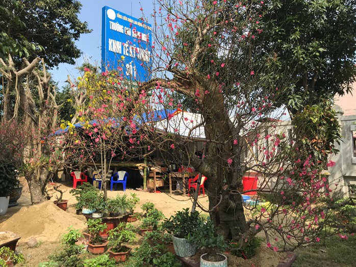 Cho thuê đào cảnh chơi Tết giá đến 250 triệu đồng - Ảnh 7. Cho thuê đào cảnh chơi Tết giá đến 250 triệu đồng - Ảnh 7.