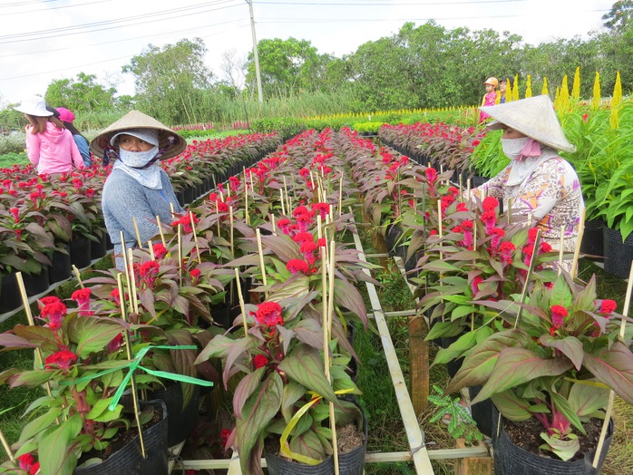 Vạn thọ, cát tường ế vì trồng quá nhiều - Ảnh 1.