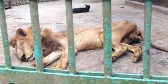 Sudan: Những bộ xương sư tử châu Phi di động, vì đâu nên nỗi? - Ảnh 1.