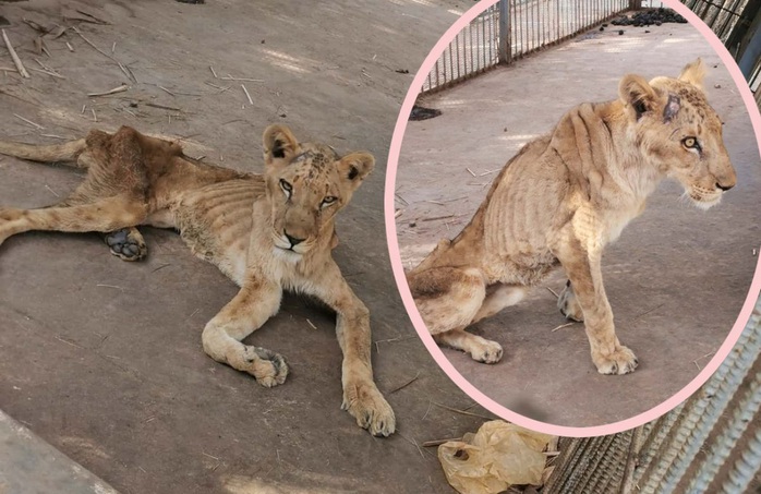 Sudan: Những bộ xương sư tử châu Phi di động, vì đâu nên nỗi? - Ảnh 2.