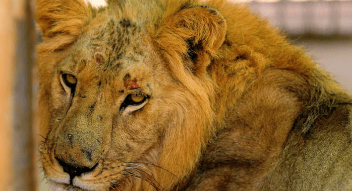 Sudan: Những bộ xương sư tử châu Phi di động, vì đâu nên nỗi? - Ảnh 3.