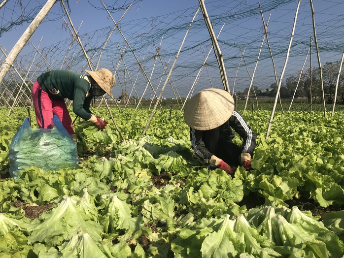 Nghịch lý: Rau cải, khổ qua chỉ 1.000-3.000 đồng/kg, cà pháo không ai mua - Ảnh 1.