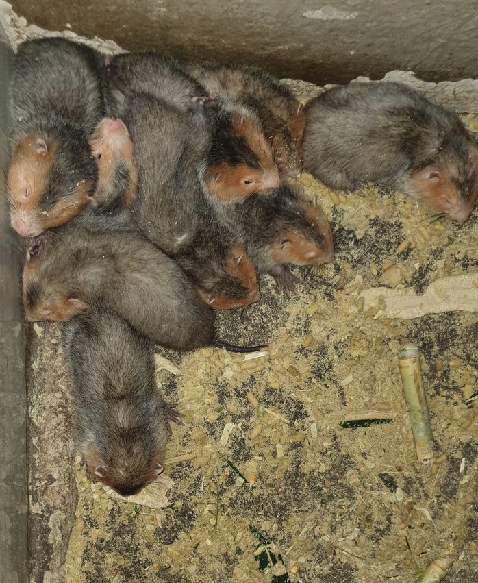 CLIP: Bí quyết “hốt bạc” từ việc nuôi chuột tre ở đồng bằng - Ảnh 6.