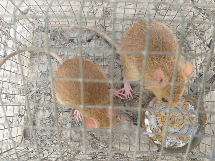 CLIP: Nông dân Cà Mau bắt được cặp chuột lông vàng lạ mắt ngày cuối năm - Ảnh 8.