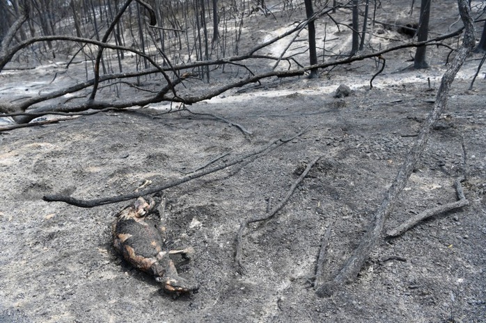 Cháy rừng Úc: Hàng ngàn con kangaroo, koala nằm chết la liệt bên đường - Ảnh 6.