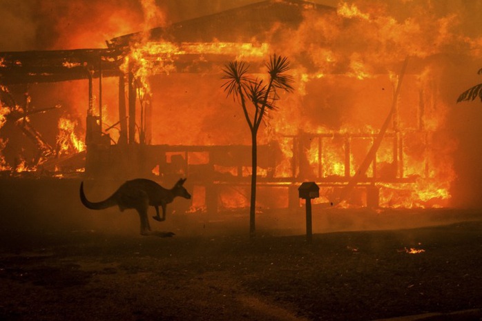 Cháy rừng Úc: Hàng ngàn con kangaroo, koala nằm chết la liệt bên đường - Ảnh 7.