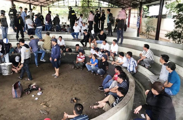 Bắt giam 13 đối tượng sát phạt tại trường gà lớn chưa từng có ở Phú Yên - Ảnh 1.