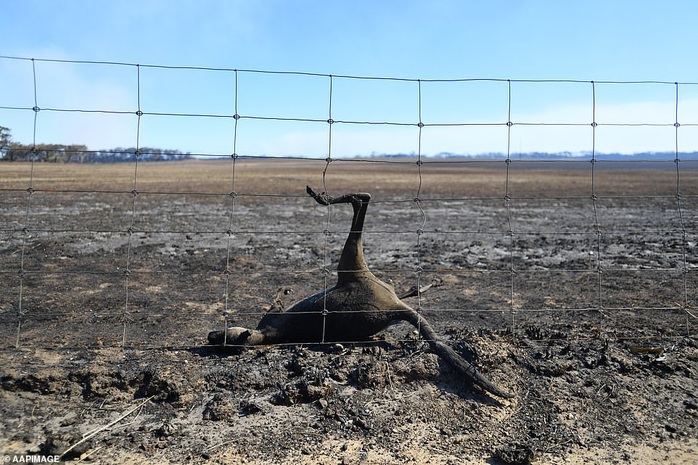 Úc: Siêu cháy rừng sắp hình thành, mưa lớn cản trở nỗ lực dập lửa? - Ảnh 2.