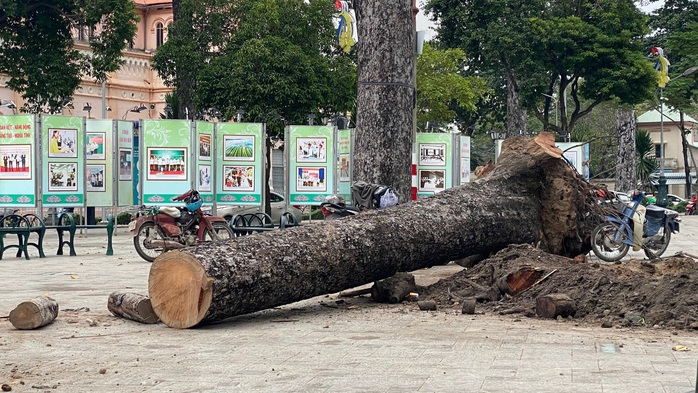 Chặt bỏ hàng loạt cây xanh ở công viên Văn Lang vì...  chết đứng! - Ảnh 2.