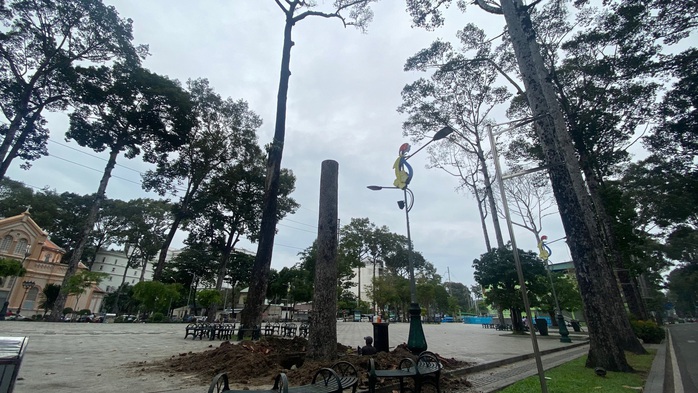 Chặt bỏ hàng loạt cây xanh ở công viên Văn Lang vì...  chết đứng! - Ảnh 1.