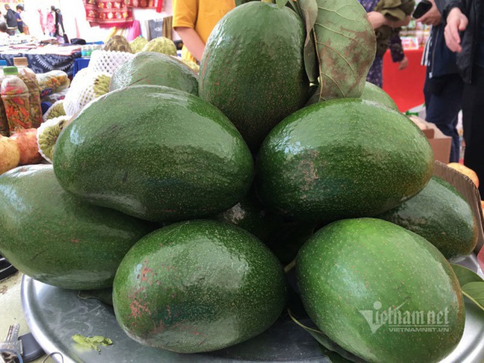 Quả bơ khổng lồ nặng 2 kg, hàng trên núi về gây sốt Hà thành - Ảnh 4. Quả bơ khổng lồ nặng 2 kg, hàng trên núi về gây sốt Hà thành - Ảnh 4.
