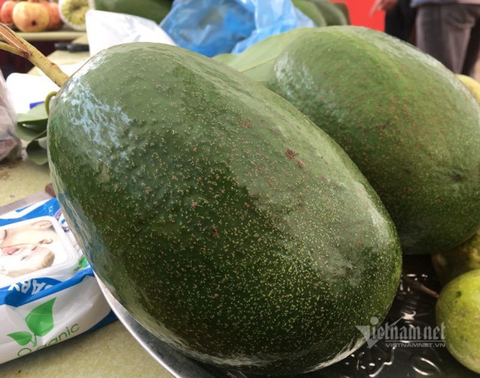 Quả bơ khổng lồ nặng 2 kg, hàng trên núi về gây sốt Hà thành - Ảnh 5. Quả bơ khổng lồ nặng 2 kg, hàng trên núi về gây sốt Hà thành - Ảnh 5.