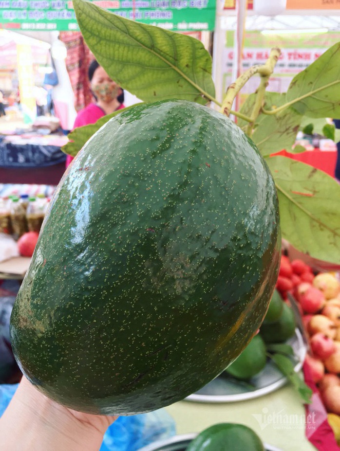 Quả bơ khổng lồ nặng 2 kg, hàng trên núi về gây sốt Hà thành - Ảnh 6. Quả bơ khổng lồ nặng 2 kg, hàng trên núi về gây sốt Hà thành - Ảnh 6.