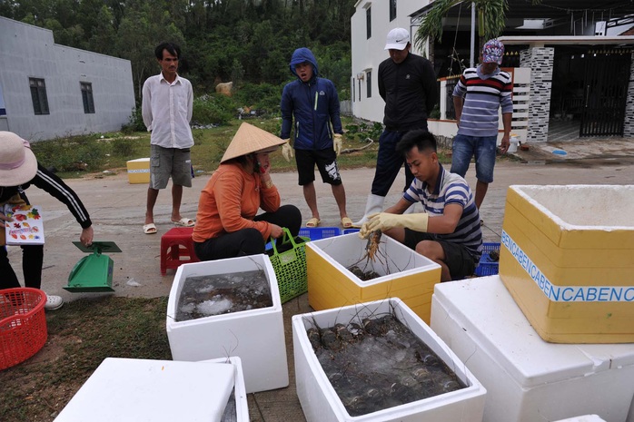 Quặn lòng trước cảnh tôm hùm chết hàng loạt ở Phú Yên - Ảnh 2.