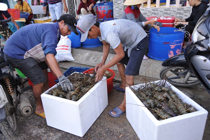 Quặn lòng trước cảnh tôm hùm chết hàng loạt ở Phú Yên - Ảnh 4.