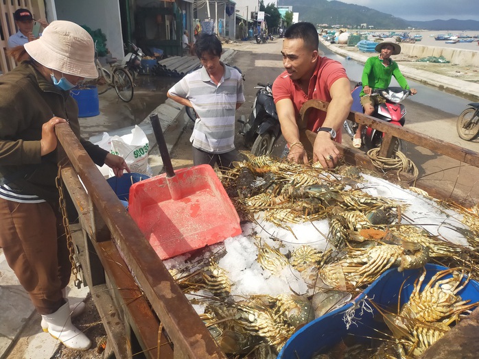 Quặn lòng trước cảnh tôm hùm chết hàng loạt ở Phú Yên - Ảnh 5.