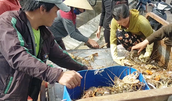 Quặn lòng trước cảnh tôm hùm chết hàng loạt ở Phú Yên - Ảnh 6.