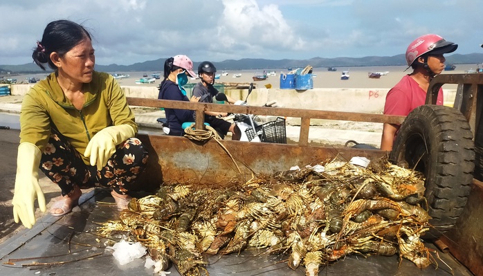 Quặn lòng trước cảnh tôm hùm chết hàng loạt ở Phú Yên - Ảnh 9.