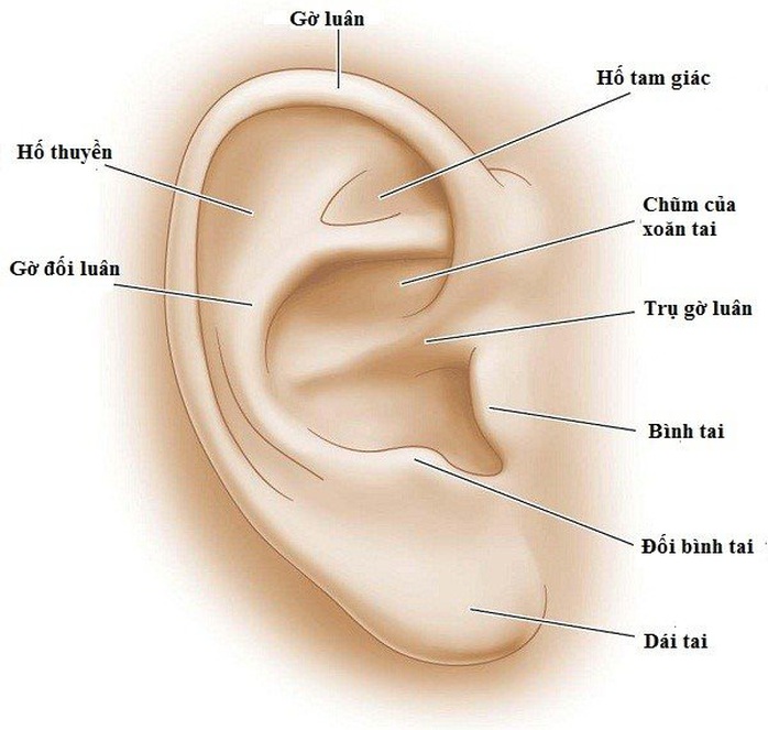 Phẫu thuật cho người phụ nữ 34 tuổi có vành tai khác thường - Ảnh 3.