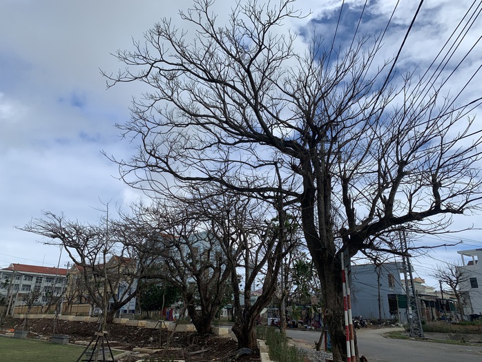 Hàng chục ngàn cây xanh trên đảo Lý Sơn bị bão vặt trụi lá  - Ảnh 15.