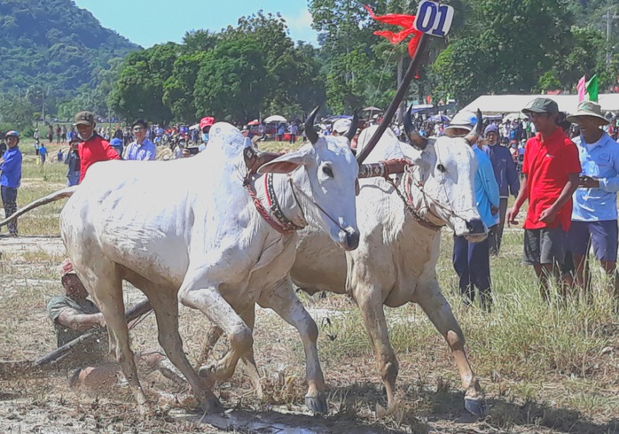 Gần 100 phi công bay trên Phụng Hoàng Sơn - Ảnh 1.