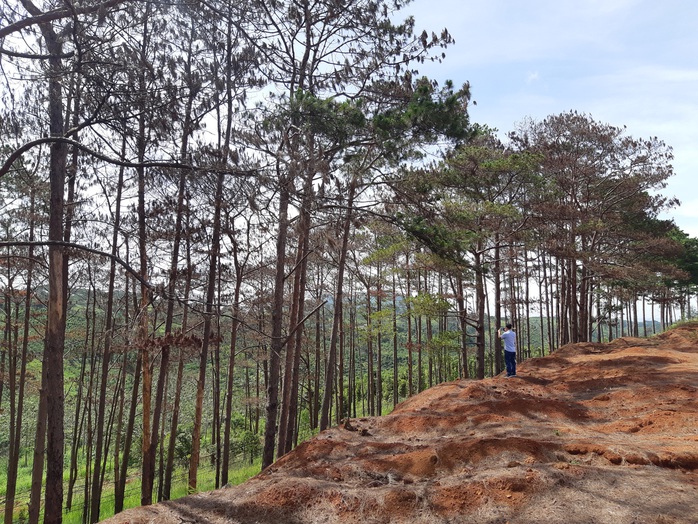 Cán bộ địa phương dung túng việc đầu độc rừng thông tuyệt đẹp ven đường Hồ Chí Minh - Ảnh 2.