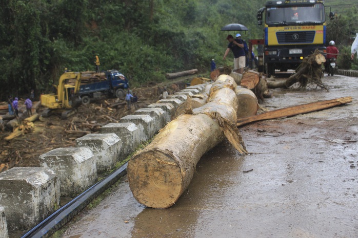 Gỗ khai thác trái phép trôi vây kín chân cầu sau bão số 9 - Ảnh 4.