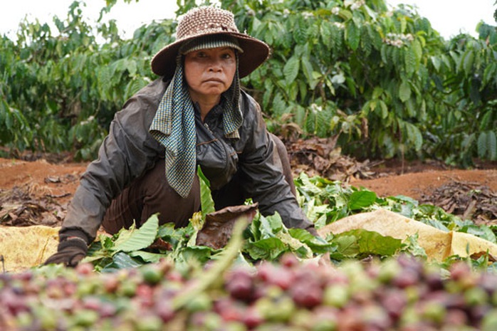 Thêm mùa cà phê đắng - Ảnh 1.