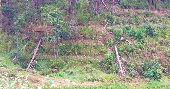 Hàng chục căn nhà trái phép mọc lên sát núi Voi ở Lâm Đồng - Ảnh 10.