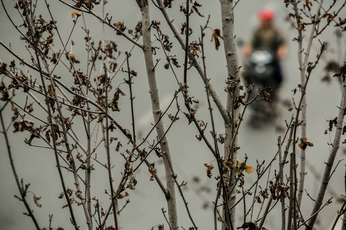 CLIP: Cận cảnh hàng cây phong lá đỏ chết khô trên con đường “đẹp nhất Việt Nam” - Ảnh 4.