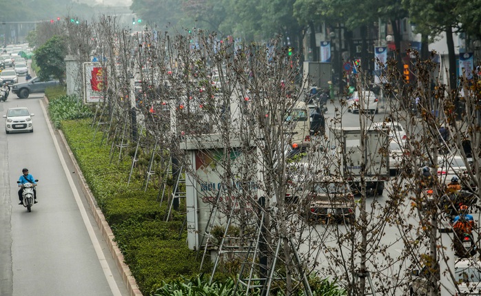 CLIP: Cận cảnh hàng cây phong lá đỏ chết khô trên con đường “đẹp nhất Việt Nam” - Ảnh 11.