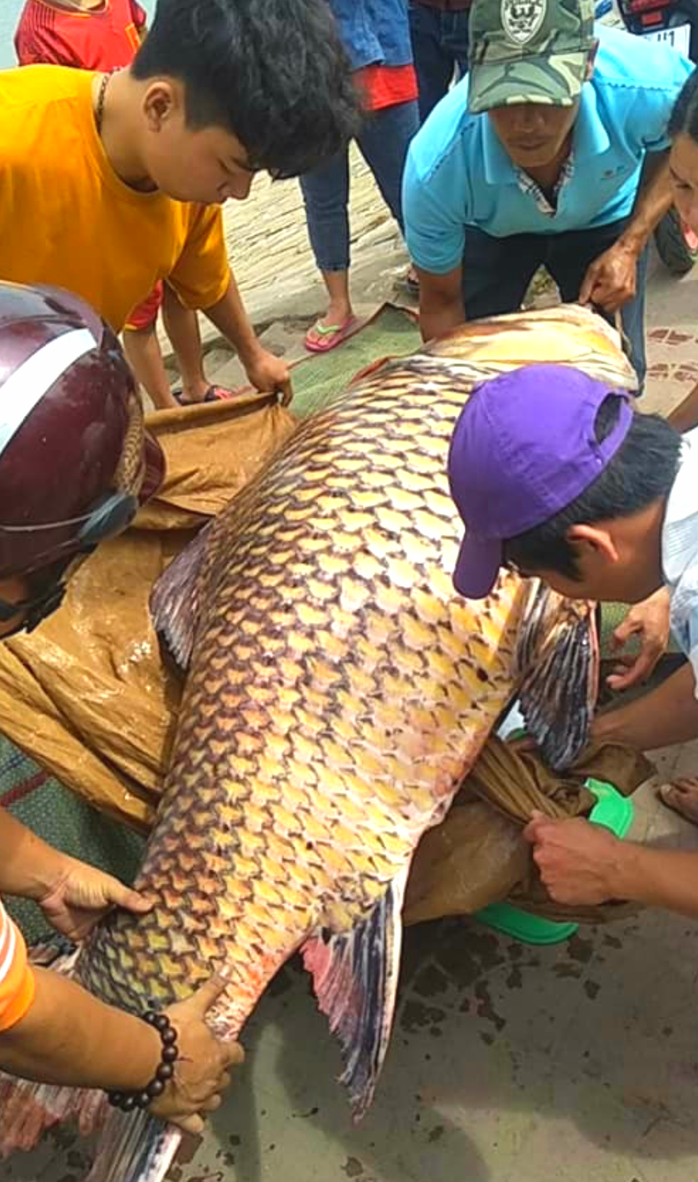 Bất ngờ lai lịch cá hô vàng hơn 100kg đưa lên TP HCM xẻ thịt - Ảnh 1.