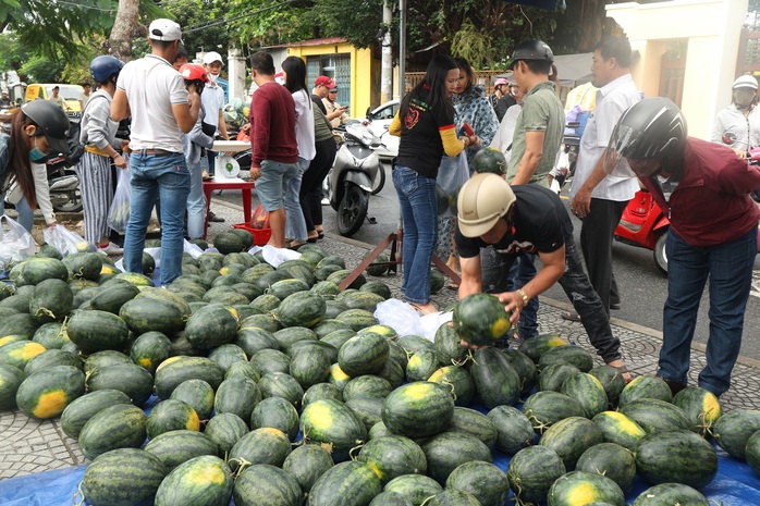 Một buổi sáng, người Hội An giải cứu hơn 7 tấn dưa hấu bí đường sang Trung Quốc - Ảnh 7.