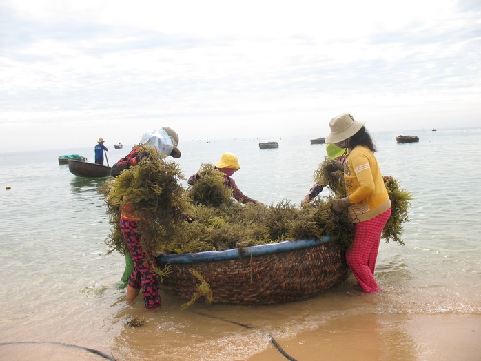 Bãi cạn đang hồi sinh - Ảnh 1.